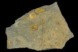 Two Fossil Ordovician Edrioasteroids - Morocco #115011-1